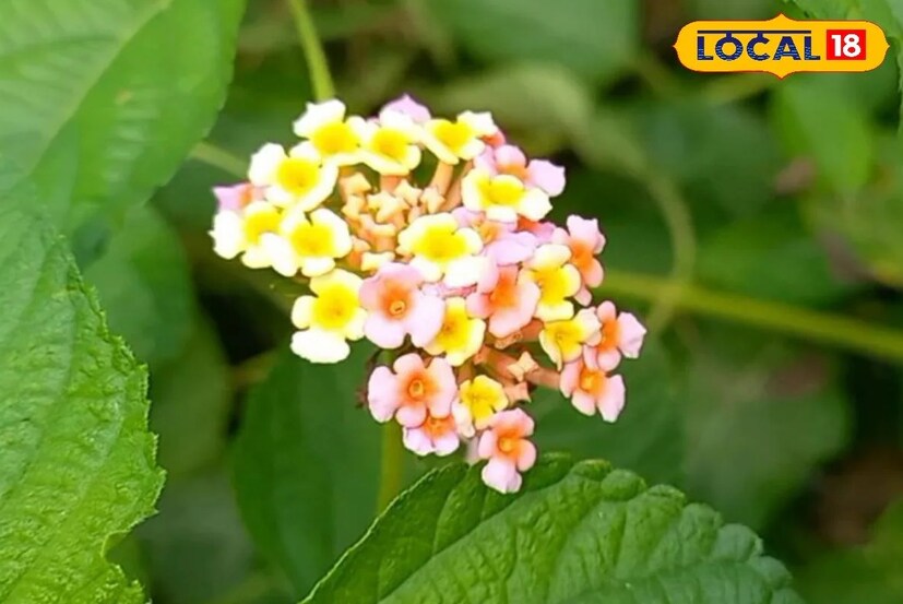 আয়ের উৎস: কৃষকদের জন্য ল্যান্টানা অত্যন্ত উপযোগী হতে পারে। নানা ধরনের প্রসাধনী তৈরিতে কাজে লাগে এই গাছ। শুধু তা-ই নয়, কৃষিজমিতে কীটনাশক হিসেবেও এটি ব্যবহার করা যেতে পারে। সেই কারণে বাজারে দেদার দামে বিকোয় এই গাছটি। অনেকেই হয়তো জানেন না যে, ল্যান্টানা থেকে নিঃসৃত তেল লিটার প্রতি ৫ হাজার টাকায় বাজারে বিক্রি হয়। আর এই তেল ব্যবহার করেই মহিলাদের নানা ধরনের প্রসাধনী সামগ্রী তৈরি করা হয়। 