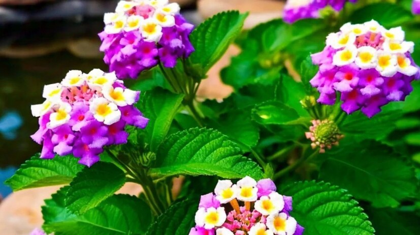 ঝোপের মতো এই গাছ যে কোনও প্রকার মাটি এবং আবহাওয়ায় জন্মাতে পারে। আর এর সবথেকে বড় বিশেষত্ব হল, খরা সহ্য করেও টিকে যাওয়ার ক্ষমতা এই গাছের রয়েছে। এমনকী দ্রুত বৃদ্ধি পেয়ে ছড়িয়ে পড়তে থাকে ল্যান্টানা বা পুটুস গাছ। আলাদা করে রোপণ করারও প্রয়োজন হয় না। কোথায় কোথায় পাওয়া যায়?- উত্তর প্রদেশের রায়বরেলি জেলার গভর্নমেন্ট এগ্রিকালচার সেন্টার শিবগড়ের ইন-চার্জ অফিসার শিবশঙ্কর ভার্মা। কৃষিকাজের ক্ষেত্রে তাঁর ১০ বছরের অভিজ্ঞতা রয়েছে।