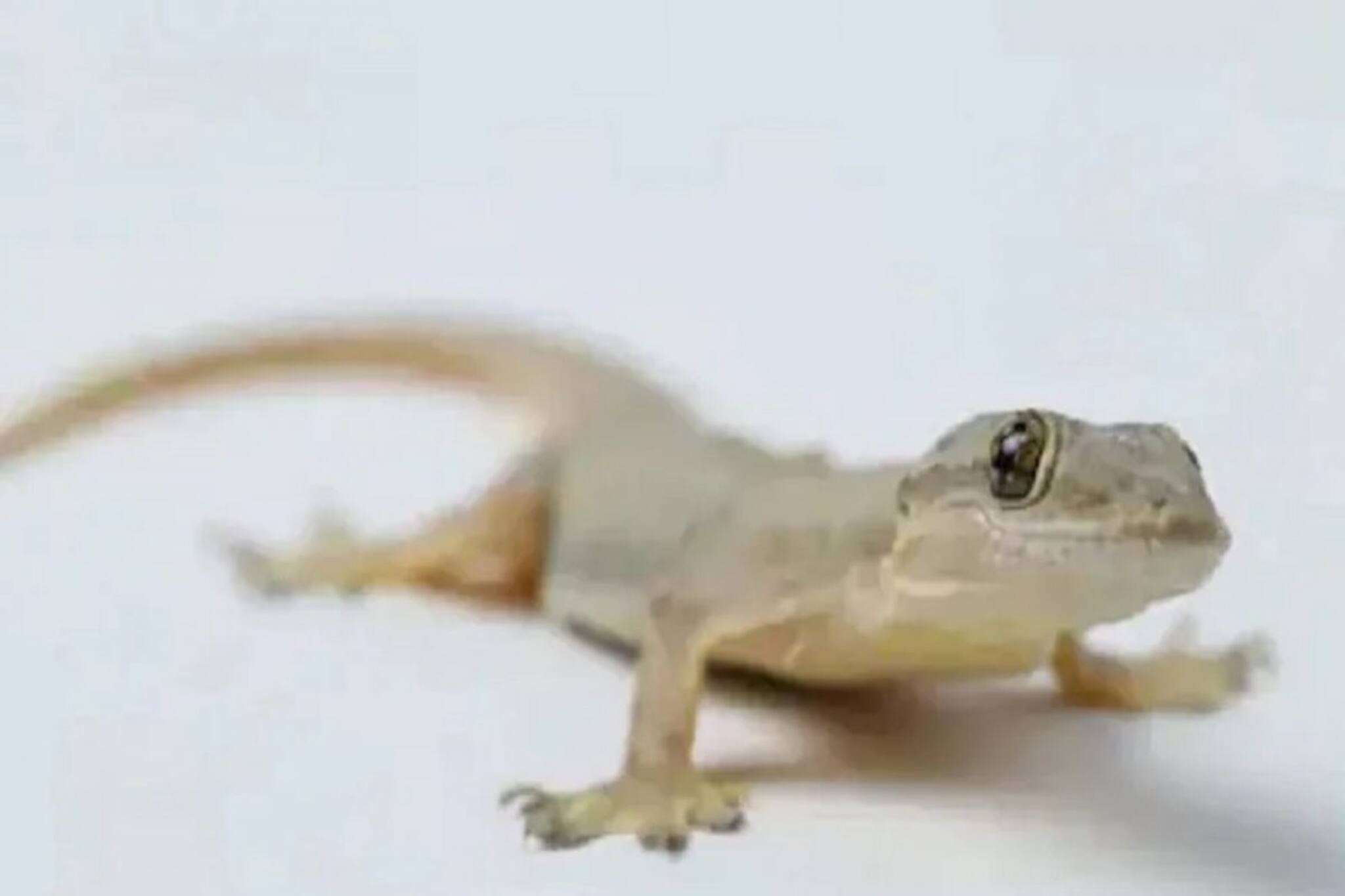 শুধু ২ টাকা খরচ, বর্ষায় 'এই' দেশি ফর্মুলায় বানান ঘরোয়া স্প্রে, বাড়ি থেকে পালাবে টিকটিকি