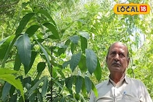 পকেটে ২০০ টাকা থাকলেই হবে, শুধু কিনে ফেলুন এই গাছ আর পেয়ে যান ১ লক্ষ টাকার লটারি !