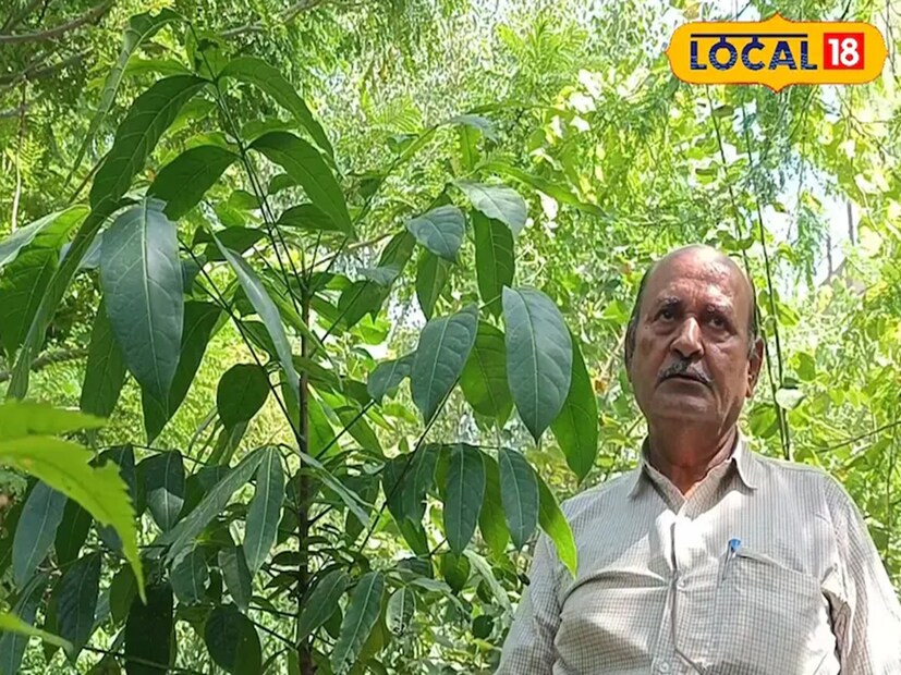 বাসুদেব জোশির মতে, এই গাছটি এখন ৮-১২ ফুট লম্বা রয়েছে। ফেসবুকে বিজ্ঞাপন দেখে ২০০ টাকায় ওই গাছটি অনলাইনেই কিনেছিলেন তিনি। সবথেকে বড় কথা হল, মেহগনি আসলে চিরহরিৎ বৃক্ষ। যা ৫০-৬০ ফুট লম্বা হতে পারে। ১২ বছর পর সম্পূর্ণ বৃক্ষে পরিণত হয়। ফলে তা থেকে মূল্যবান কাঠ পাওয়া যায়। এটা আবার দীর্ঘমেয়াদে বিনিয়োগের দারুণ সুযোগও বটে!