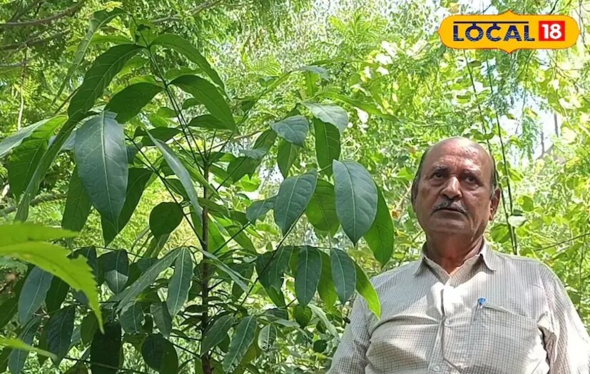 Report-Padma M: একটি মেহগনির চারার দাম মাত্র ২০০ টাকা। তবে ছোট্ট এই গাছটি কয়েক বছর পরেই আনবে লক্ষ্মীলাভ। বলা ভাল, লাখপতি করে তুলতে পারে ছোট্ট এই গাছটি। শুনতে অবিশ্বাস্য মনে হলেও কিন্তু এটা একেবারেই সত্যি। আসলে আন্তর্জাতিক বাজারে এই গাছের কাঠের ব্যাপক চাহিদা রয়েছে।