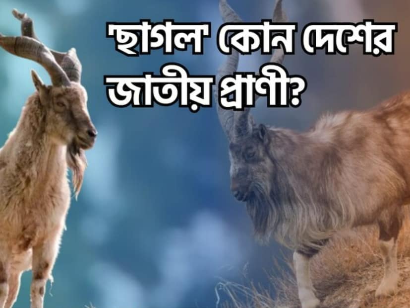 প্রতিটি দেশই নির্দিষ্ট একটি প্রাণীকে তাদের জাতীয় পশু নির্বাচন করে। বলুন তো, 'ছাগল' কোন দেশের জাতীয় প্রাণী। এই প্রশ্নের উত্তর কিন্তু অনেকের কাছেই অজানা।