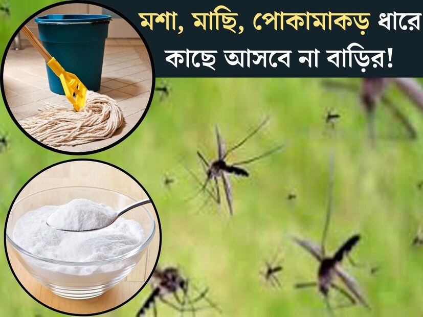 বর্ষাকাল এলেই বেড়ে যায় সাপখোপ, পোকামাকড়ের উত্&#x200d;পাত। মশা, মাছিদের জ্বালায় অতিষ্ঠ হয়ে যান বেশিরভাগ জনেই। আবার বর্ষায় ভেজা ভেজা ভাব থাকে মেঝেতেও। 