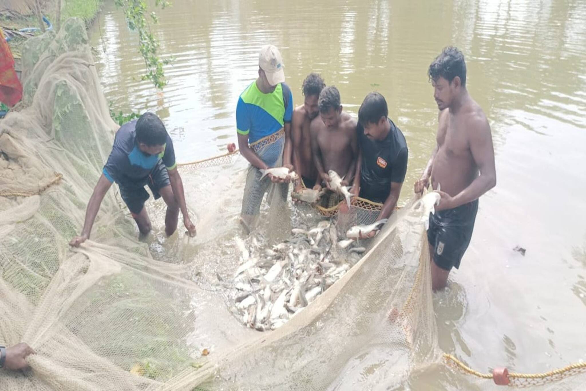 মাছ চাষেই দিন বদল, হাসি ফুটল নামখানার ১৫টি আদিবাসী পরিবারের মুখে!
