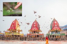 রাত পোহালেই উল্টো রথ! বাড়িতে আনুন এই ৫ গাছের যে কোনও ১ টা! ঝড়ের বেগে টাকা ঢুকবে সিন্দুকে