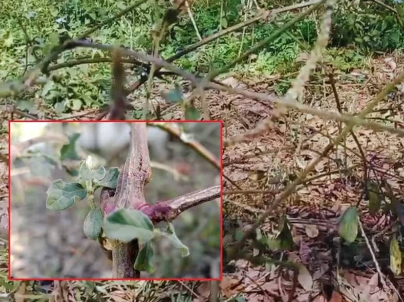 আপমার্গের মূল তিলের তেলে রান্না করে ছেঁকে ক্ষতের উপর লাগান। এটি কেবল ক্ষতের ব্যথা কমায় না বরং ক্ষত দ্রুত নিরাময়েও সাহায্য করে। আপমার্গার বীজ (আপমার্গের উপকারিতা), মধু এবং ঘি মিশিয়ে তৈরি পেস্ট ক্ষতস্থানে লাগালে ব্যথা এবং ফোলাভাব কমে। এই ঘরোয়া প্রতিকার ক্ষতকে সংক্রমণ থেকে রক্ষা করে এবং দ্রুত নিরাময় করে।