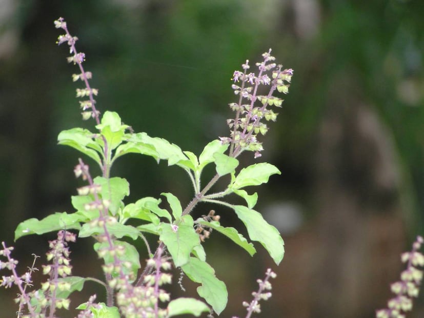 কারণ, প্লাস্টিক বা চিনামাটির টবে থাকা মাটি সহজে শুকোতে চায় না৷ আর ২-৩দিন মাটি ভিজে থাকলেই তাতে ছত্রাক জন্মে যায়৷ এই ছত্রাক কিন্তু আপনি চোখে দেখতে পাবেন না৷ শুধু দেখবেন, টবে থাকা তুলসী গাছ আস্তে আস্তে শুকিয়ে যাচ্ছে৷ তাছাড়া, যে টবে তুলসী গাছ থাকে, সেই টবে যেন অতিরিক্ত জল বেরিয়ে যাওয়ার মতো প্রয়োজনীয় ব্যবস্থা থাকে৷