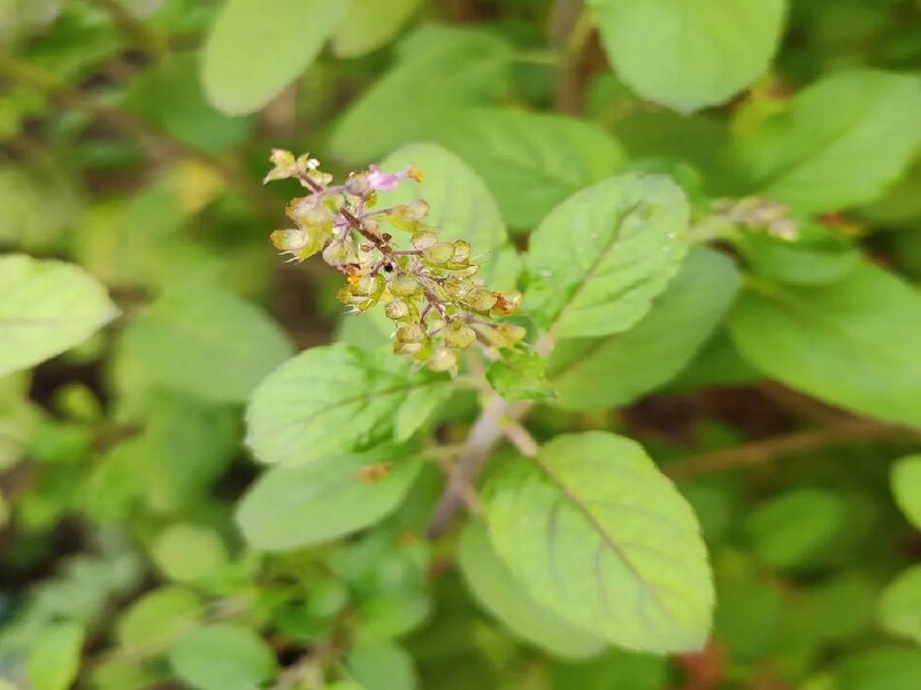 সবাই চায় তুলসী গাছ সবসময় সবুজ, ঘন এবং সুস্থ থাকুক। কিন্তু কখনও কখনও বিভিন্ন কারণে পাতা হলুদ হতে শুরু করে, তুলসী গাছের বৃদ্ধি বন্ধ হয়ে যায় এবং কখনও কখনও পোকামাকড় আক্রমণ করে। এই প্রতিবেদনে এমন দুটি ঘরোয়া ট্রিকের কথা আমরা বলব, যা খুব বেশি পয়সা ছাড়াই বাড়িতে সহজেই তৈরি করে নেওয়া যেতে পারে৷ এতে তুলসী গাছ সারা বছর সবুজ এবং ঘন থাকে।