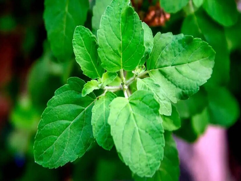 বর্ষাকালে অনেকসময়ই দেখা যায় তুলসী গাছ শুকিয়ে যাচ্ছে৷ কারণ বর্ষাকালে অনেক সময়ই তুলসী গাছের মাটি ভিজে থাকে৷ এতে তুলসী গাছের মাটিতে পোকা হয়ে যায়, অনেক সময় ছাতাও পড়ে, যা আমরা দেখতে পাই না৷ এতে ধীরে ধীরে পঁচে যায় তুলসী গাছের শিকড়৷ 