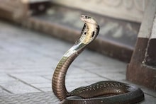 Bangla News: আবার কেউটে আতঙ্ক! আশুতিতে মাটির বাড়ি থেকে উদ্ধার ৬ ফুট বিষধর সাপ, মিলল ডিম ও খোলসও