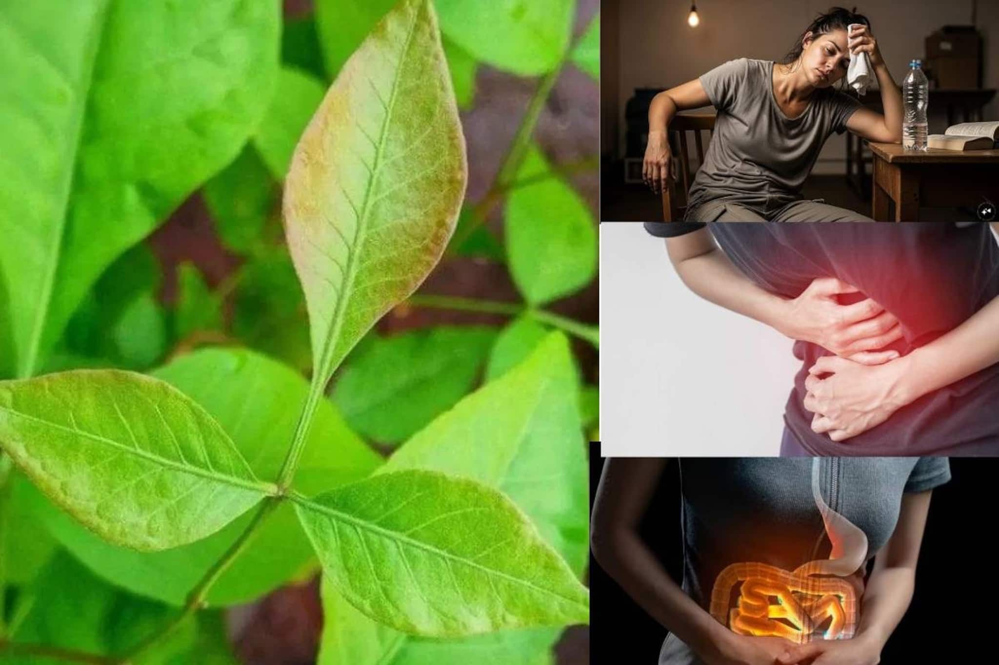 কাঁটা বাঁচিয়ে তুলুন পাতা! এভাবে খেলে সাফ পেটের বিষাক্ত জিনিস! ১ মিনিটে ছুটি গ্যাস, বজহজমের