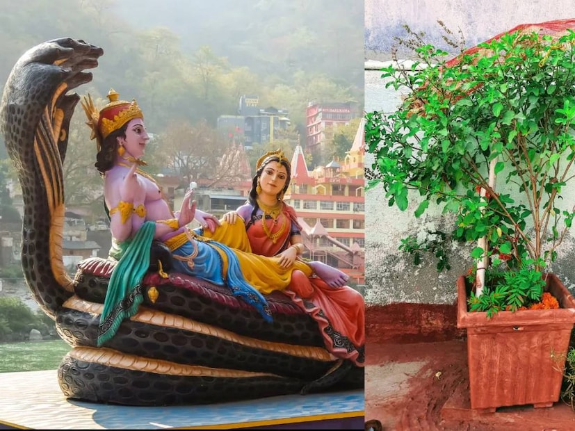 দেবশয়নী একাদশী ৬ জুলাই, অর্থাৎ আর মাত্র কয়েক দিন বাকি। বিশ্বাস করা হয় যে এই একাদশীর পরে শ্রী হরি বিষ্ণু যোগ নিদ্রায় প্রবেশ করেন এবং ৪ মাসের চাতুর্মাস শুরু হয়। এই সময়ে বিবাহ, মুন্ডন, গৃহপ্রবেশ, নতুন ব্যবসা-সহ কোনও শুভ কাজ শুরু হয় না। একই সঙ্গে, একাদশীতে তুলসী পূজারও বিশেষ তাৎপর্য রয়েছে। তবে, দেবশয়নী একাদশীতে তুলসী পূজা অবশ্যই করতে হবে। একই সাথে, শ্রী হরি যোগ নিদ্রার আগে করা একটি তুলসী প্রতিকার অত্যন্ত উপকারী বলে মনে করা হয়। উজ্জয়িনী পণ্ডিত আনন্দ ভরদ্বাজের কাছ থেকে জেনে নিন।