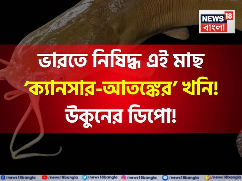 বর্ষাকাল মানেই রকমারি সুস্বাদু মাছ বাজারে৷ ইলিশ তো বটেই৷ আরও নানারকমের মাছ এ সময় মেলে৷ মাছেভাতে থাকা বাঙালির এ সময় সোনায় সোহাগা৷ কিন্তু জানেন কি কিছু মাছ আছে, যেগুলি শরীরের জন্য খুব ক্ষতিকর৷ সেরকমই একটি নিষিদ্ধ মাছের কথা জেনে নিন৷