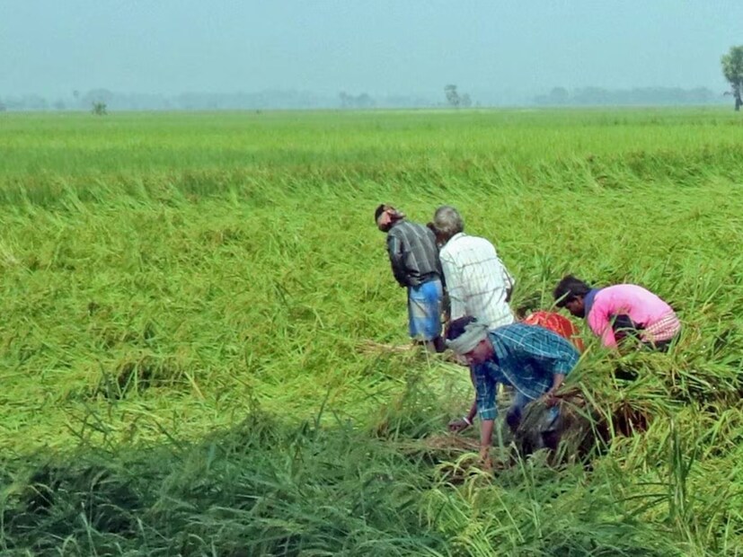 ফসল কিংবা গাছের বাড়-বৃদ্ধির ক্ষেত্রে গুরুত্বপূর্ণ ভূমিকা পালন করে এই সমস্ত জরুরি পুষ্টি উপাদান। ফলে বোঝাই যাচ্ছে যে, সরিষার খোল ফসল চাষের জন্য ব্যবহার করা হলে ফসল দ্রুত বৃদ্ধি পাবে। শুধু তা-ই নয়, এর পাশাপাশি ফসলের ওজনও অনেকটাই বাড়বে। আর তার জেরে ভাল ফলন পাবেন কৃষকরাও। (Representative Image)