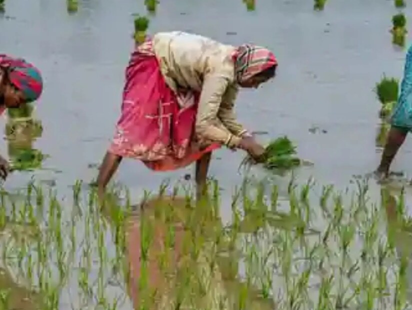 সরিষার খোল কীভাবে ব্যবহার করতে হবে? সরিষার খোল ব্যবহার করার আগে প্রথমে ক্ষেতের মধ্যে জল ভরতে হবে। এরপরে ৫ থেকে ৭ কেজি সরিষার খোল নিতে হবে এবং তা মিহি করে গুঁড়ো করে নিতে হবে। এবার সেই সরিষার খোল গোটা ফসলের ক্ষেত জুড়ে ছড়িয়ে দিতে হবে। এটা করার ফলে ধান গাছের বাড়-বৃদ্ধি আরও ত্বরাণ্বিত হবে। আর ধান গাছ রোপণ করার আগে এই সরিষার খোল জমিতে প্রয়োগ করতে পারেন কৃষকরা।(Representative Image)