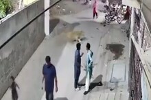 পাঁচিল টপকে পালাল পোষা সিংহ! লাহোরের রাস্তায় হুলুস্থুল কাণ্ড, দেখুন ভিডিও