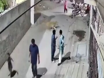 Pakistan Lion Attack Video: পাঁচিল টপকে পালাল পোষা সিংহ! লাহোরের রাস্তায় হুলুস্থুল কাণ্ড, দেখুন ভিডিও