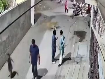 Pakistan Lion Attack Video: পাঁচিল টপকে পালাল পোষা সিংহ! লাহোরের রাস্তায় হুলুস্থুল কাণ্ড, দেখুন ভিডিও Pakistan Lion Attack Video: পাঁচিল টপকে পালাল পোষা সিংহ! লাহোরের রাস্তায় হুলুস্থুল কাণ্ড, দেখুন ভিডিও
