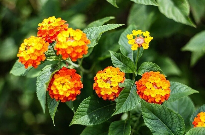 বিশেষত্ব এবং আরও নানা তথ্য: ল্যান্টানা বা পুটুস গাছ সংরক্ষণ করে বিপুল পরিমাণে মুনাফা লাভ করতে পারেন কৃষকরা। আসলে এই গাছ ব্যবহার করে জৈব সার তৈরি করতে পারেন কৃষকরা। ল্যান্টানা থেকে তৈরি সার কৃষিজমিতে প্রয়োগ করা হলে হেক্টর প্রতি ৪০ কেজি ইউরিয়া বেঁচে যেতে পারে। এছাড়া জমির নানা রকম ক্ষতিকর আগাছা দমন করতেও এর জুড়ি মেলা ভার!
