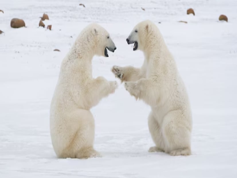 Polar Bearমেরু ভল্লুকরাও খুবই কম তবুও নিজের সন্তানদের খেয়ে থাকে৷ কখনও খাদ্যের অভাবে পুষ্টির জন্য নিজেদের বাচ্চাদের খেয়ে নেয় পোলার বেয়ার৷