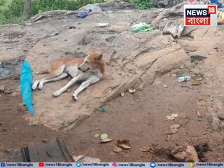 নিশ্চিহ্ন হয়ে গিয়েছে গোটা বাড়ি, সেখানেই ঠায় বসে পোষ্য পথকুকুর৷ 