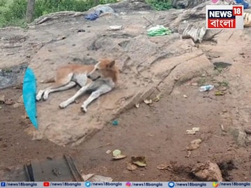 নিশ্চিহ্ন হয়ে গিয়েছে গোটা বাড়ি, সেখানেই ঠায় বসে পোষ্য পথকুকুর৷ 