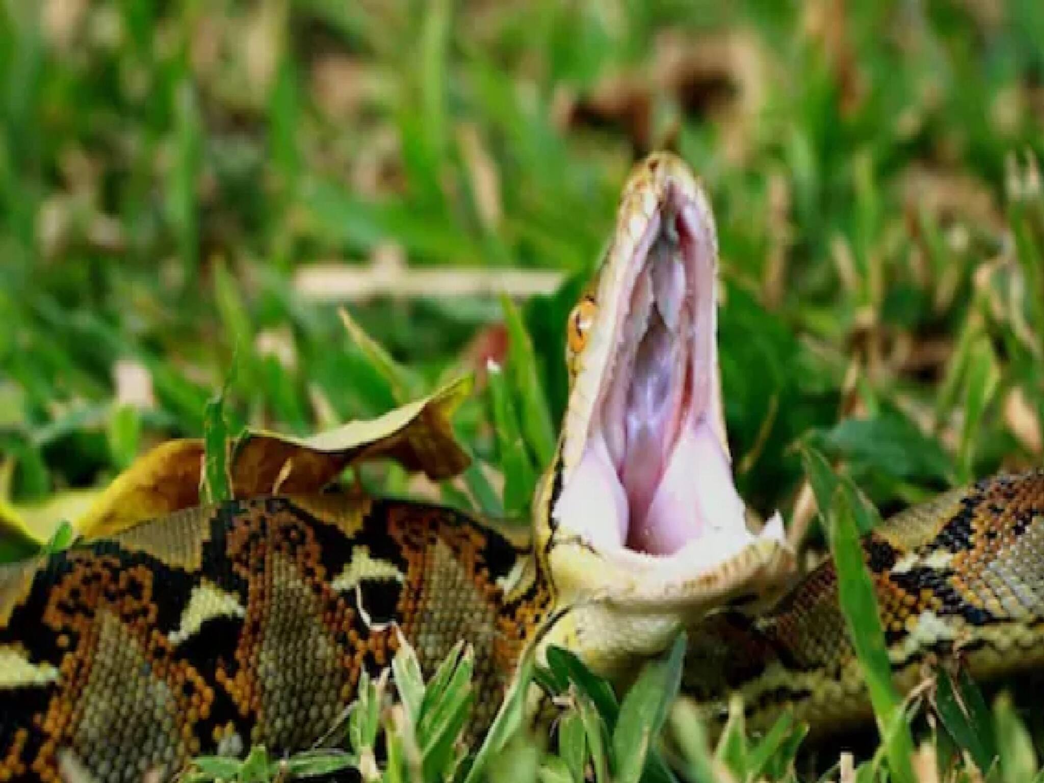 Snake Viral Video: গিরিডিতে জ্যান্ত শিয়াল গিলে ফেলল 'দানব' সাপ, এলাকায় তীব্র আতঙ্ক, দাবানলের মতো ছড়াচ্ছে ভিডিও, ছবি