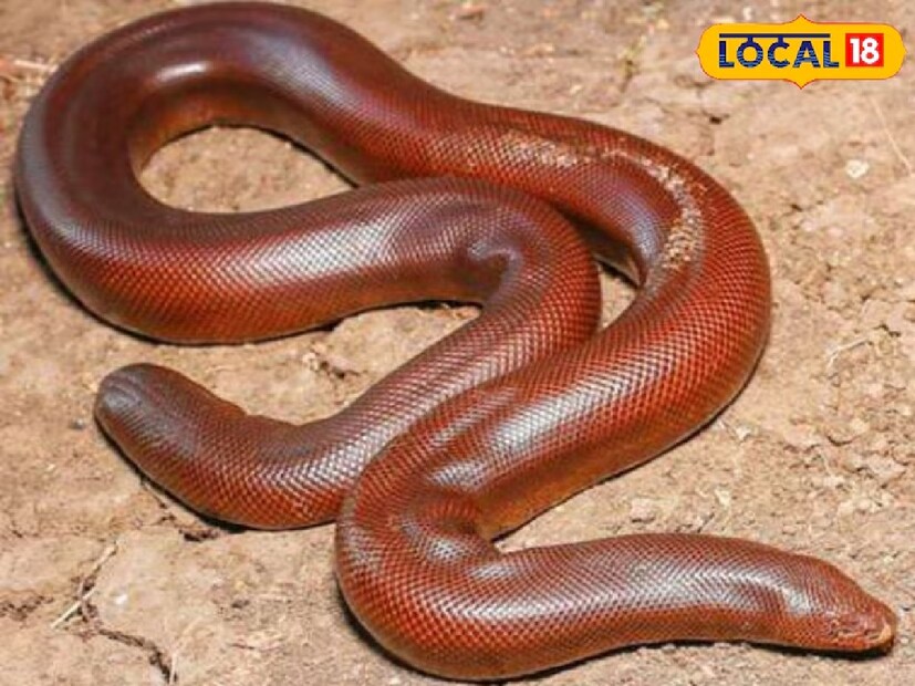 *ভারতে সাপের কামড়ে প্রাণ হারানো মানুষের সংখ্যা দিন দিন বাড়ছে। এর মধ্যে শিশুরাও রয়েছে। দুই ধরনের সাপ হয়, বিষাক্ত এবং নির্বিষ সাপ। বলা হয় যে মানুষের মধ্যে পর্যাপ্ত সচেতনতার অভাবের কারণেই এই ধরনের ঘটনা ঘটছে। অনেকেই যেমন রেড আর্থ স্নেক, সাপের একটি বিশেষ প্রজাতি সম্পর্কে জানেন না এবং সেই সাপ দেখে ভয়ে কাঁপতে শুরু করেন, তবে মাদুরাইয়ের স্নেক ক্যাচার স্নেক সাকা রেড আর্থ স্নেক সম্পর্কে বিস্তারিত ব্যাখ্যা করেছেন।