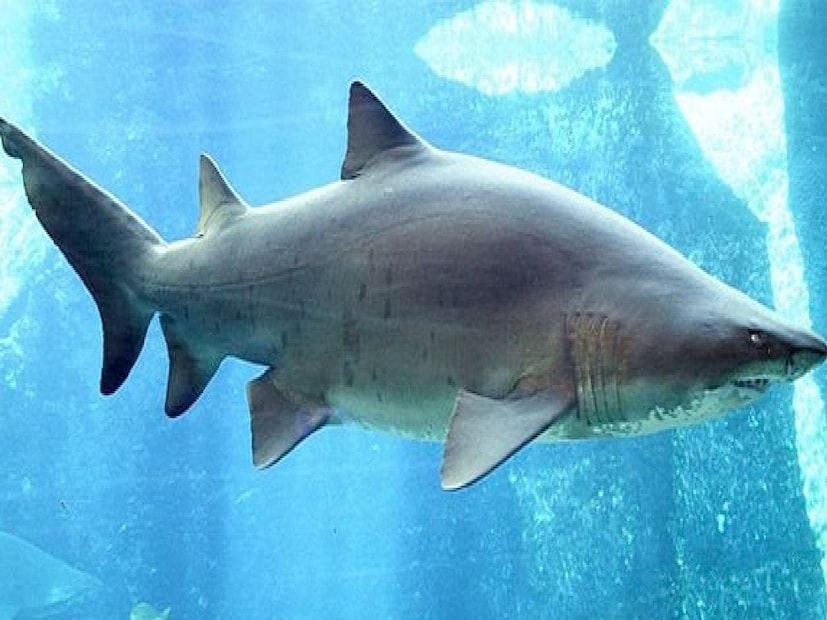 Sand Tiger Sharkস্যান্ড টাইগার শার্ক জলের দুনিয়ার পাওয়ারফুল প্রাণী৷ এরা নিজেদের সন্তান বা পার্টনারকে খেয়ে নেয় না, এরা খায় নিজেদের ভাই-বোনদের৷ তবে এটা তারা তখনই করে যখন তারা মাতৃগর্ভে থাকে৷ সে সময় যে ভ্রূণ শক্তিশালী সে নিয়ে দুর্বল ভাইবোনদের ভ্রূণ খেয়ে শক্তিবৃদ্ধি করে৷