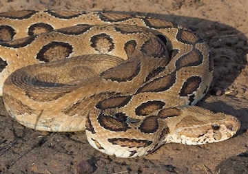 চন্দ্রবোড়া সাপ...! বর্ষায় উৎপাত বাড়ে! যদি কামড়ায় একবার, শরীরে কী হবে শুনলে কেঁপে উঠবেন চন্দ্রবোড়া সাপ...! বর্ষায় উৎপাত বাড়ে! যদি কামড়ায় একবার, শরীরে কী হবে শুনলে কেঁপে উঠবেন