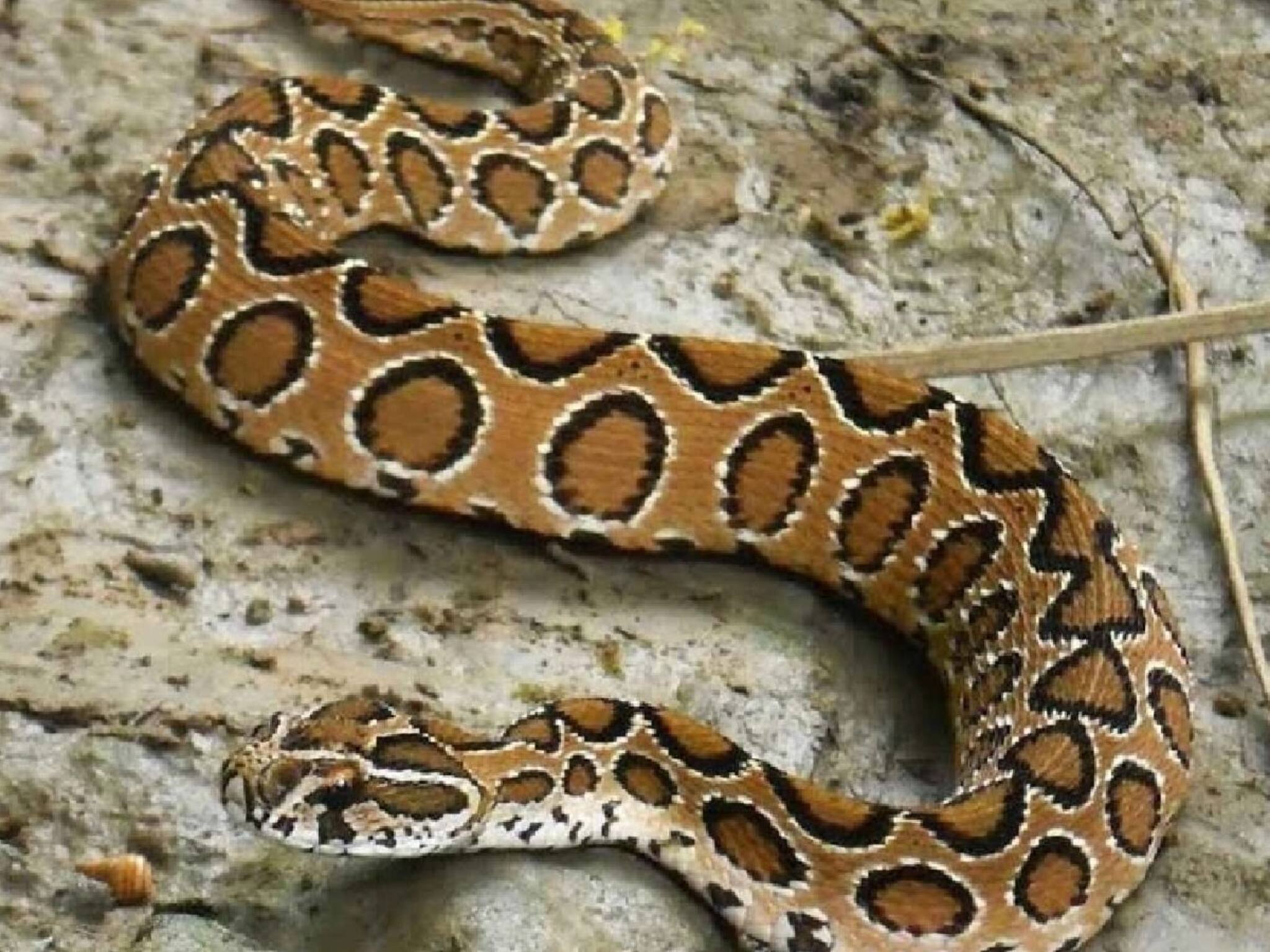 Snakes : চন্দ্রবোড়া সাপ...! বর্ষায় উৎপাত বাড়ে! যদি কামড়ায় একবার, শরীরে কী হবে শুনলে কেঁপে উঠবেন