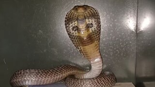 গলায় সাপ জড়িয়ে সন্তানকে স্কুলে নিয়ে যাচ্ছিলেন ব্যক্তি! কোবরা দিল ছোবল, তারপর যা হল...