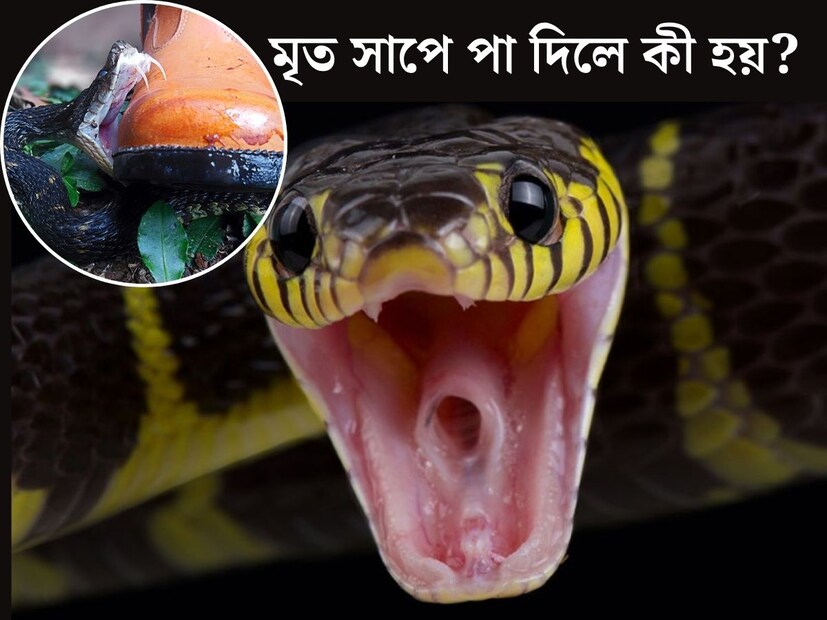 বর্ষাকাল এলেই ভয় ধরায় বিষধরদের উত্&#x200d;পাত। সাপের নাম শুনলেই ভয়ে সিঁটিয়ে যান প্রচুর জন। বিষাক্ত সাপের কামড় প্রাণঘাতী হতে পারে। অন&#x200d;্যান&#x200d;্য ঋতুর চেয়ে বর্ষাতেই বেশি দেখা যায় সাপেদের। ভারতে অসংখ&#x200d;্য মানুষ সাপের দংশণে প্রতি বছর প্রাণ হারান।
