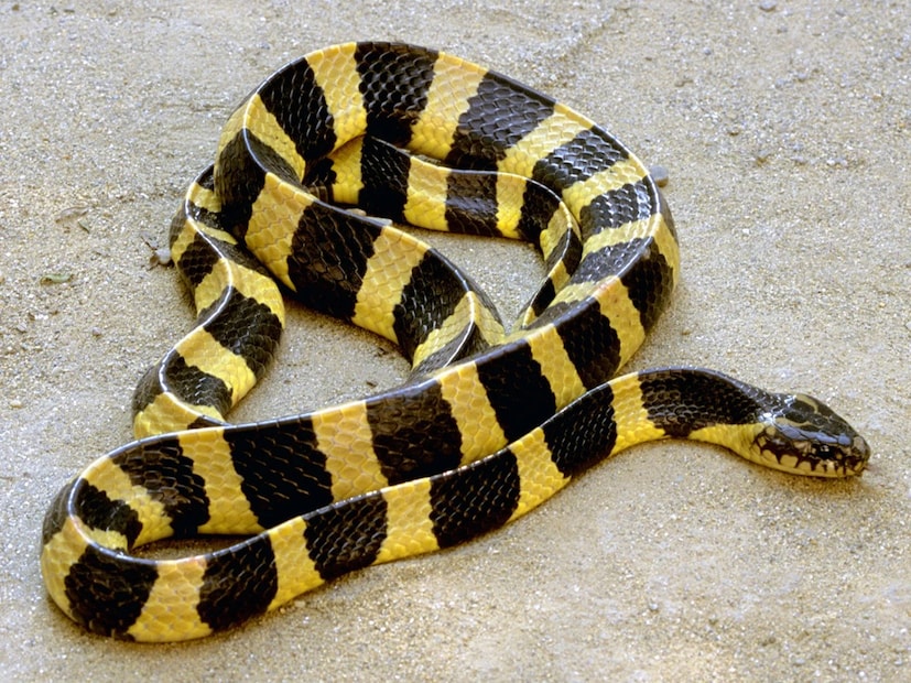 Snake Facts: কীভাবে সঙ্গীকে মিলনের বার্তা পাঠায় সাপ? ঘন ঘন সঙ্গী বদলে স*ঙ্গ*ম? একজনের মৃত্যু হলেই অন্যজনের মৃত্যু? নাগ-নাগিনের অজানা সত্যি Snake Facts: কীভাবে সঙ্গীকে মিলনের বার্তা পাঠায় সাপ? ঘন ঘন সঙ্গী বদলে স*ঙ্গ*ম? একজনের মৃত্যু হলেই অন্যজনের মৃত্যু? নাগ-নাগিনের অজানা সত্যি