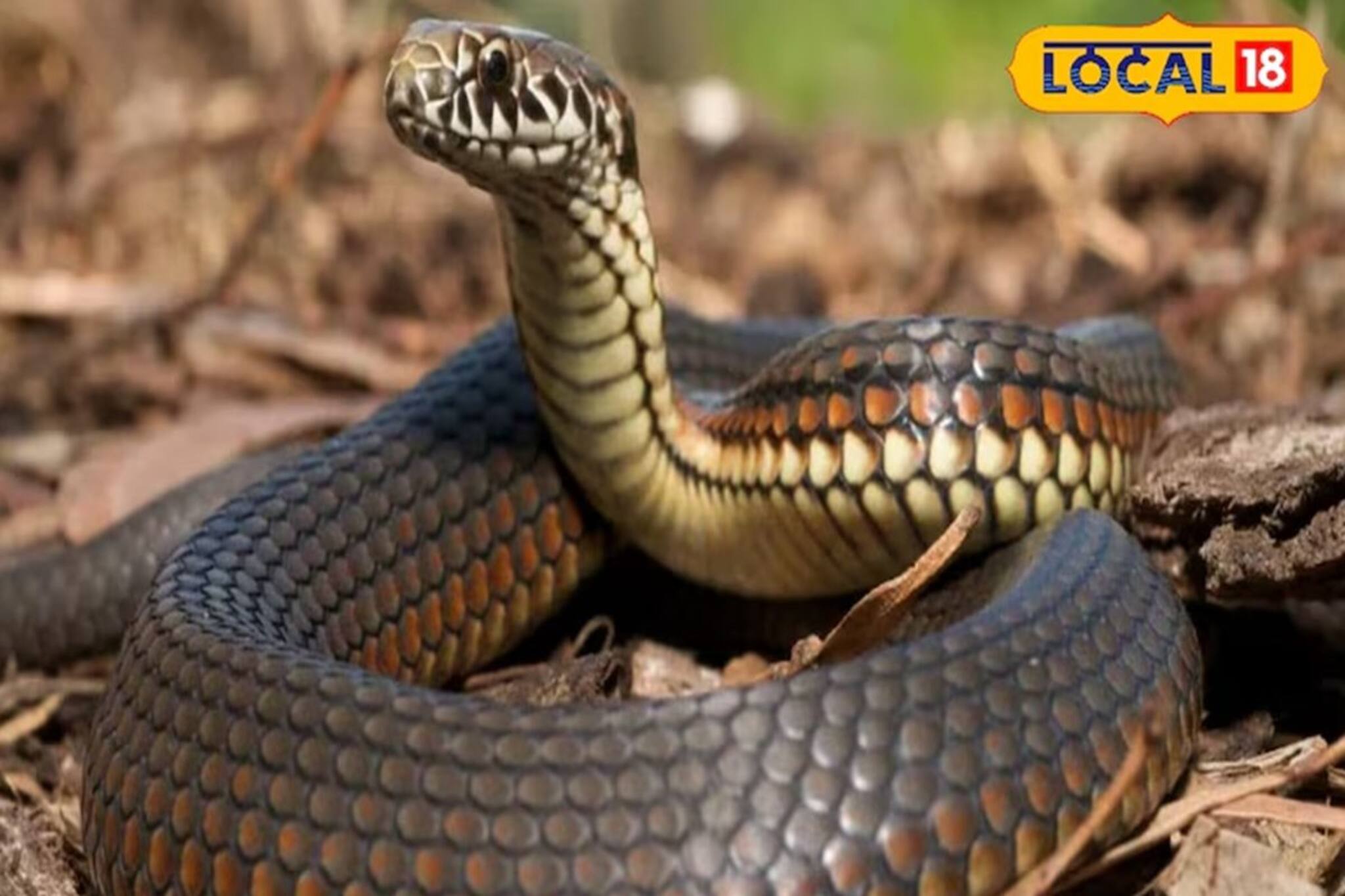 বর্ষাকালে সাপ কেন মানুষের ঘরের দিকে ছুটে আসে? কারণ জানলে আপনি অবাক হবেন