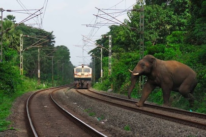 Wild Elephants: দক্ষিণবঙ্গের বিভিন্ন জেলাতেও বাড়ছে হাতি, চিন্তায় রেল