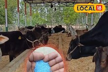 ১০ লিটার জলে মিশিয়ে নিন ২ চামচ এই পাউডার,বর্ষায় গবাদি পশুদের ধারে-কাছে ঘেঁষবে না মশা-মাছি