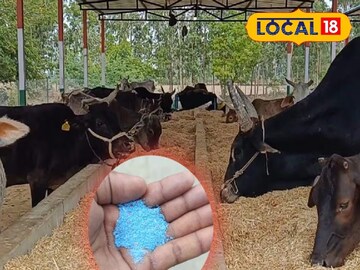 ১০ লিটার জলে মিশিয়ে নিন ২ চামচ এই পাউডার,বর্ষায় গবাদি পশুদের ধারে-কাছে ঘেঁষবে না মশা-মাছি
