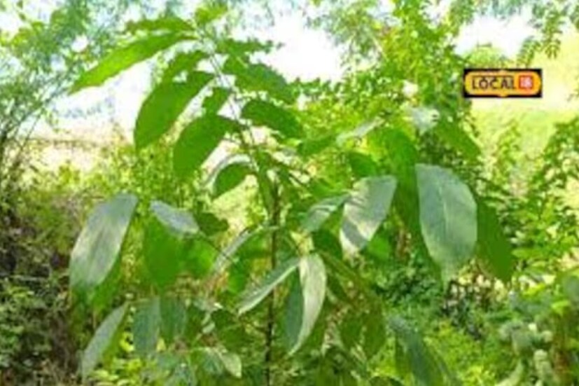 রাজস্থানের সীমানা ঘেঁষা জেলার বাড়মেরের সদর দফতরের কাছে রতানাড়ার মা সতী দাক্ষায়ণী মন্দিরের কাছে তাপমাত্রা ৫০ ডিগ্রি সেলসিয়াসে পৌঁছে গিয়েছিল। সেখানে অত উচ্চ তাপমাত্রাও সহ্য করে নিয়েছিল মেহগনি গাছ। বর্তমানে ওই গাছটি ৮-১০ ফুট লম্বা। মন্দিরের পুরোহিত বাসুদেব জোশি মেহগনি চারা গাছটিকে সযত্নে বড় করেছেন। এর পিছনে রয়েছে তাঁর কঠোর পরিশ্রম। তিনি বলেন যে, ভবিষ্যতের ফিক্সড ডিপোজিটের তুলনায় এই গাছ কিছু কম নয়। 
