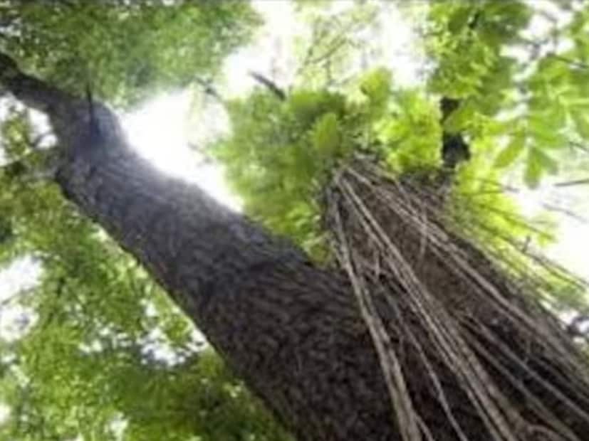 মেহগনি কাঠ ভীষণই মজবুত। শুধু তা-ই নয়, লাল-বাদামী রঙের এই কাঠের মধ্যে জল-প্রতিরোধকারী উপাদানও রয়েছে। যার ফলে এই কাঠকে সমস্ত কাঠের রাজা বলেও ডাকা হয়। মূলত দামি আসবাবপত্র, বাদ্যযন্ত্র, জাহাজ এবং গৃহসজ্জার উপকরণ তৈরিতে কাজে লাগে মেহগনি কাঠ। ফলে এটিকে টাকার গাছ-ও বলে থাকেন কেউ কেউ।  বর্তমানে কৃষকরাও নিজেদের ক্ষেতের চারপাশে এই গাছ রোপণ করছেন। এর ফলে ফসলের তুলনায় আরও বেশি আয় করছেন তাঁরা। 