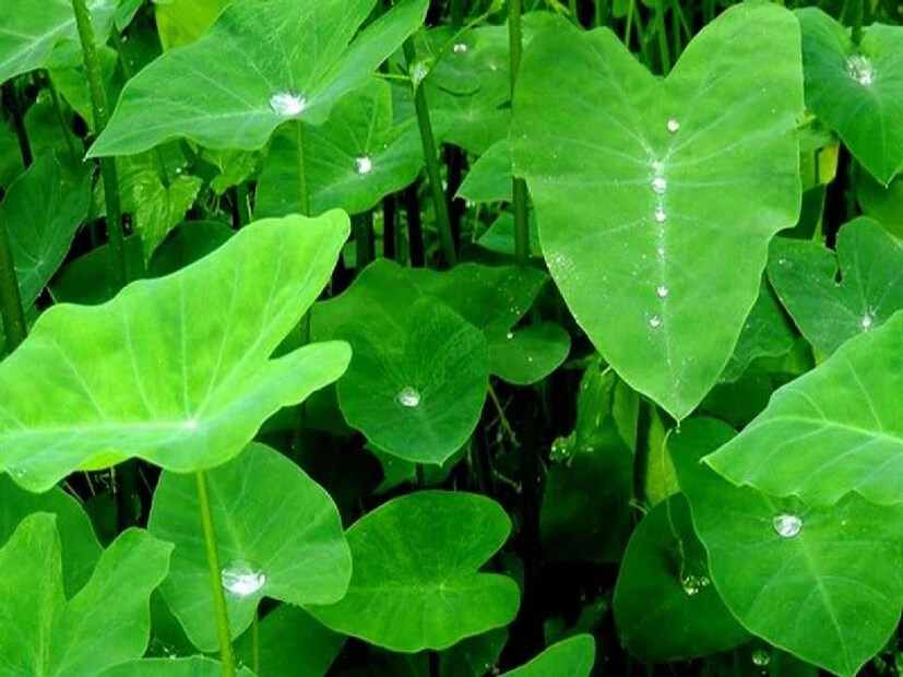 কচু পাতা-- কচু পাতায় লুকিয়ে থাকে ফিতাকৃমির ডিম যা শরীরে প্রবেশ করলে সংক্রমণের ঝুঁকি বাড়ে। বিশেষ করে মান কচু ও কচুর লতি রান্নার আগে ভালভাবে ধুয়ে নিতে হবে। কারণ ঠিকমতো পরিষ্কার না করলে এই পরজীবী শরীরে প্রবেশ করে যা থেকে পেটের সমস্যা, বমি এমনকি মস্তিষ্কের গুরুতর অসুখও দেখা দিতে পারে। কচু পাতার যে-কোনও পদ খাওয়ার আগে সতর্ক থাকুন এবং রান্নার আগে পর্যাপ্ত জল দিয়ে ধুয়ে নিন।