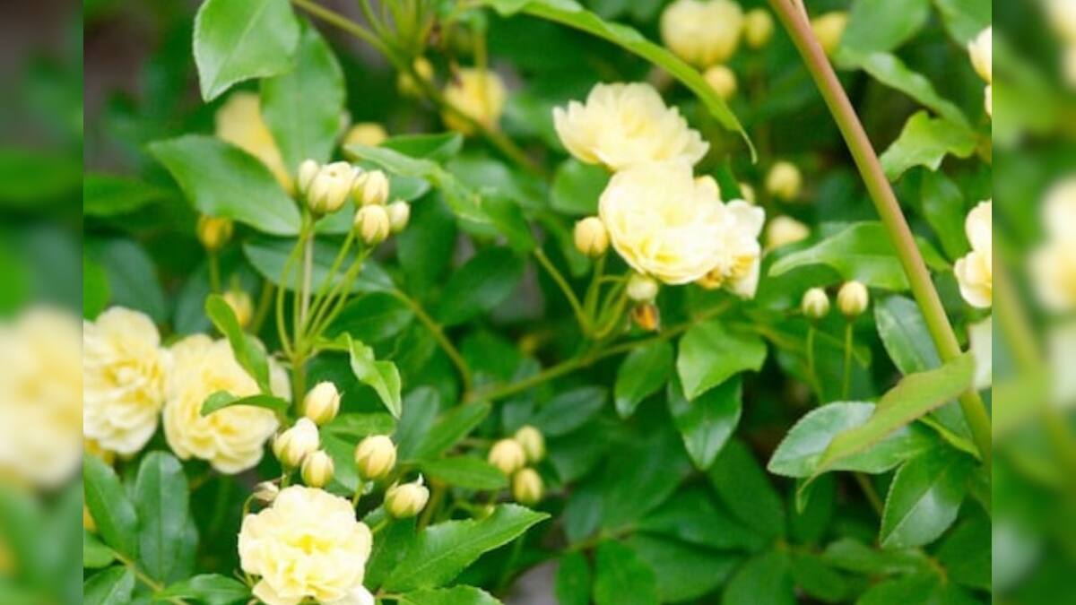 Sperm Count Increase Herb: গ্রামে পাওয়া অবহেলার এই পাতা পুরুষদের কাছে আশীর্বাদ! তরতরিয়ে বাড়ে শুক্রানু, বৃদ্ধি পায় স্ট্যামিনাও… Sperm Count Increase Herb: গ্রামে পাওয়া অবহেলার এই পাতা পুরুষদের কাছে আশীর্বাদ! তরতরিয়ে বাড়ে শুক্রানু, বৃদ্ধি পায় স্ট্যামিনাও…