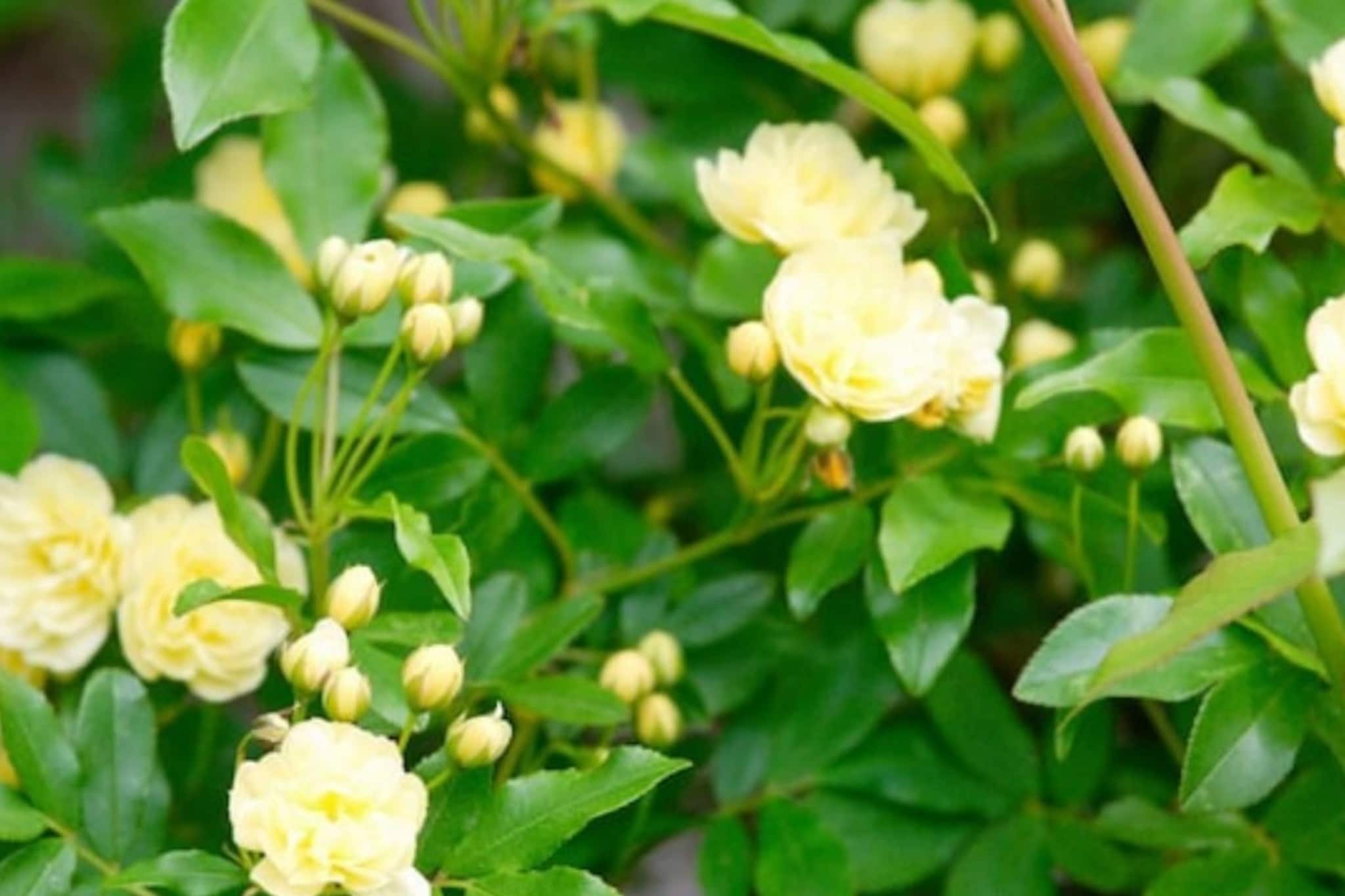 অবহেলার এই পাতা পুরুষদের কাছে আশীর্বাদ! তরতরিয়ে বাড়ে শুক্রানু, বৃদ্ধি পায় স্ট্যামিনাও...