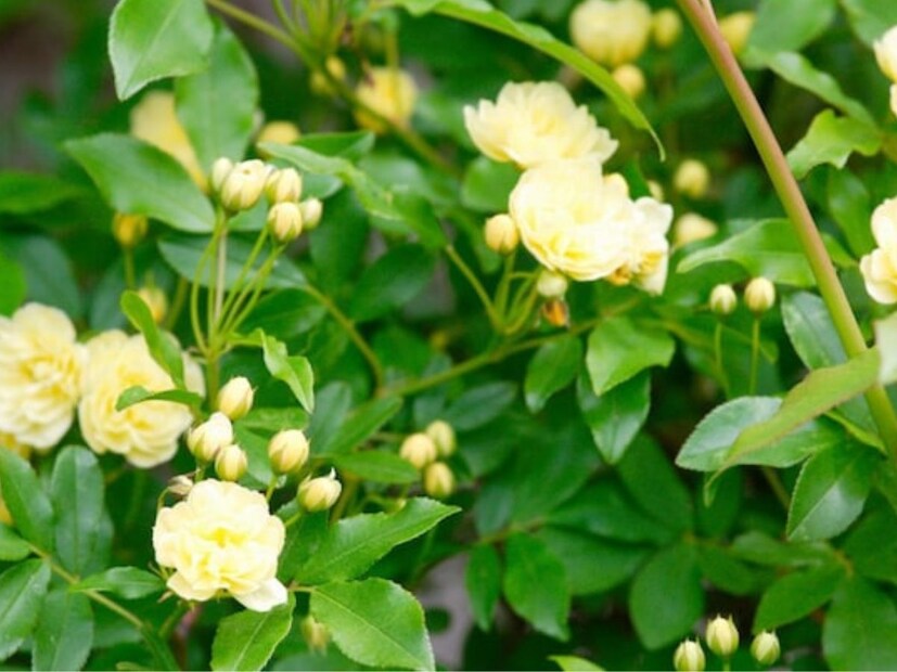 বালা উদ্ভিদ (Bala Plant) তার আশ্চর্যজনক ঔষধিগুণের জন্য বহু প্রাচীনকাল থেকেই বিখ্যাত। এটি শুধু পুরুষদের বীর্য বৃদ্ধিতেই সাহায্য করে না, বরং আরও নানা রোগে উপকারী। বালাকে বিভিন্ন নামেও ডাকা হয় – যেমন বরিয়ার, খারেটি ইত্যাদি। আয়ুর্বেদে এই গাছের ব্যবহার হাজার হাজার বছর ধরে চলে আসছে।