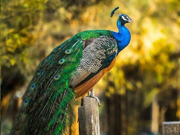 Peacock Feather Rescue: পুণেতে ৫০০ কেজি ময়ূরের পালক উদ্ধার! বেআইনি কেনা বেচার অভিযোগে গ্রেপ্তার ১১