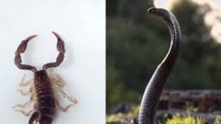 বিছে এগোতেই ভয়ঙ্কর ক্ষেপে গেল কোবরা! দেখুন সেই ৬ সেকেন্ডের শ্বাসরুদ্ধকর ভাইরাল ভিডিও বিছে এগোতেই ভয়ঙ্কর ক্ষেপে গেল কোবরা! দেখুন সেই ৬ সেকেন্ডের শ্বাসরুদ্ধকর ভাইরাল ভিডিও