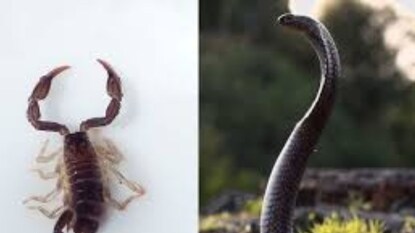 বিছে এগোতেই ভয়ঙ্কর ক্ষেপে গেল কোবরা! দেখুন সেই ৬ সেকেন্ডের শ্বাসরুদ্ধকর ভাইরাল ভিডিও বিছে এগোতেই ভয়ঙ্কর ক্ষেপে গেল কোবরা! দেখুন সেই ৬ সেকেন্ডের শ্বাসরুদ্ধকর ভাইরাল ভিডিও