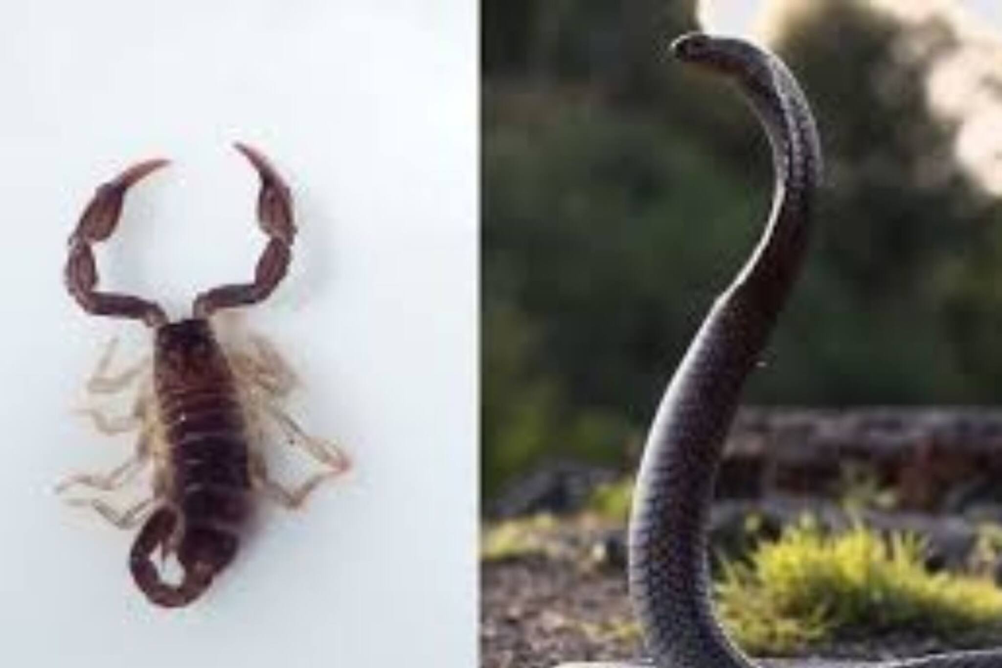 বিছে এগোতেই ভয়ঙ্কর ক্ষেপে গেল কোবরা! দেখুন সেই ৬ সেকেন্ডের শ্বাসরুদ্ধকর ভাইরাল ভিডিও