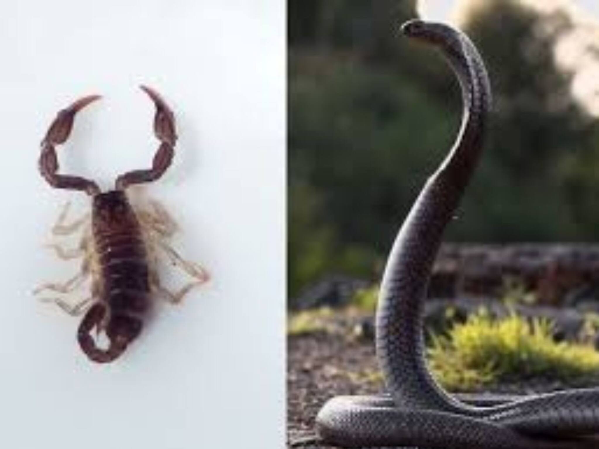 Snake Scorpion Fight Viral Video: বিছে এগোতেই ভয়ঙ্কর ক্ষেপে গেল কোবরা! দেখুন সেই ৬ সেকেন্ডের শ্বাসরুদ্ধকর ভাইরাল ভিডিও